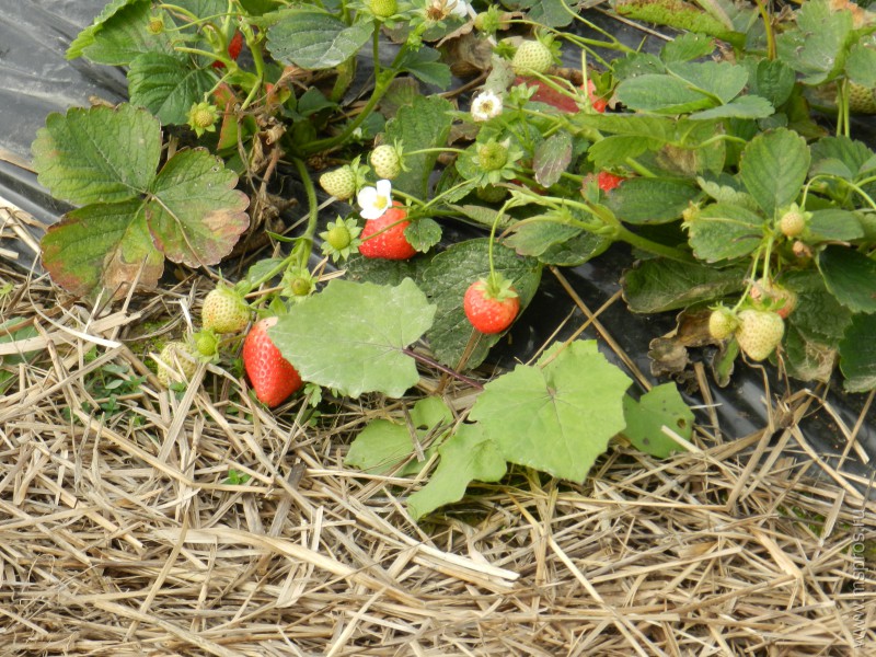 Свежие ягоды в середине октября